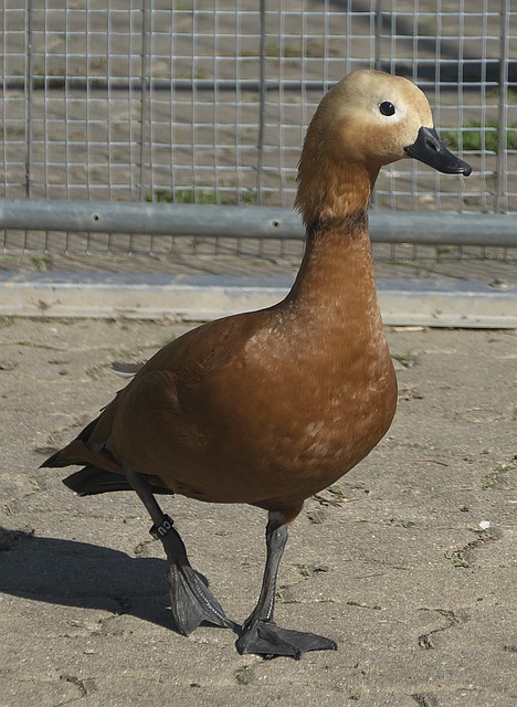 决中